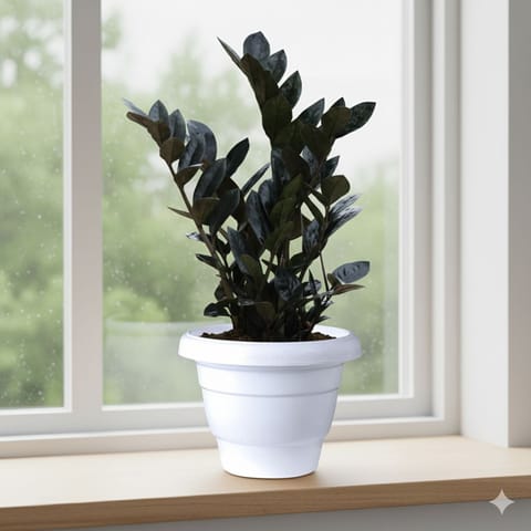 Zz Black  in 8 Inch White Classy Plastic Pot