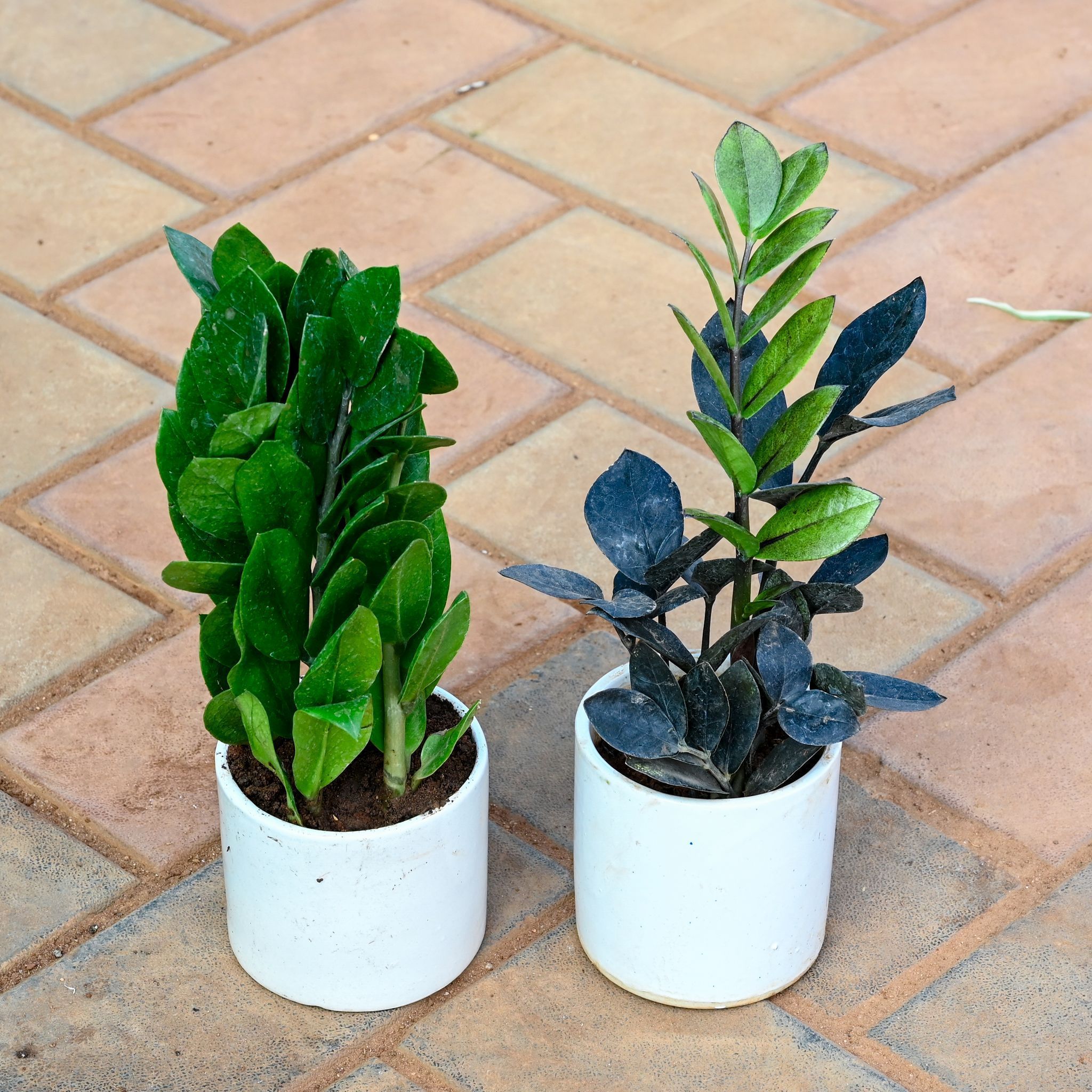 Set of 2 - Zz (Green & Black) in 4 Inch Classy White Cylindrical Ceramic Pot
