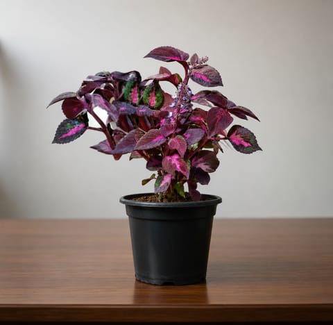 Coleus (Any Colour) in 6 Inch Nursery Pot