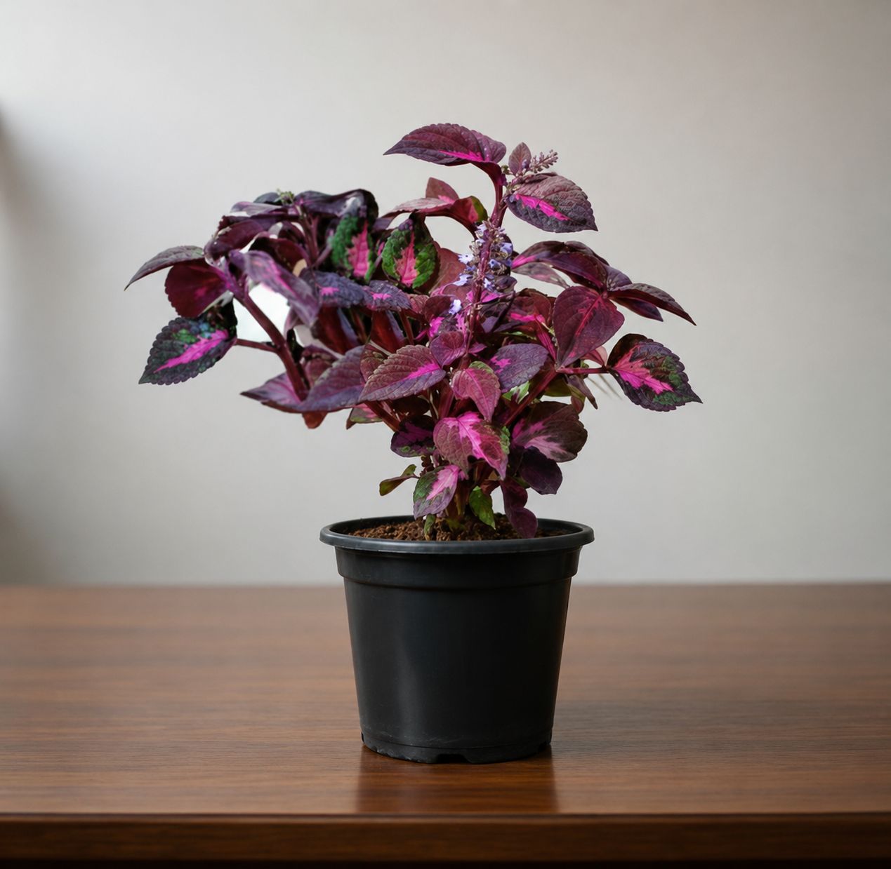 Coleus (Any Colour) in 6 Inch Nursery Pot