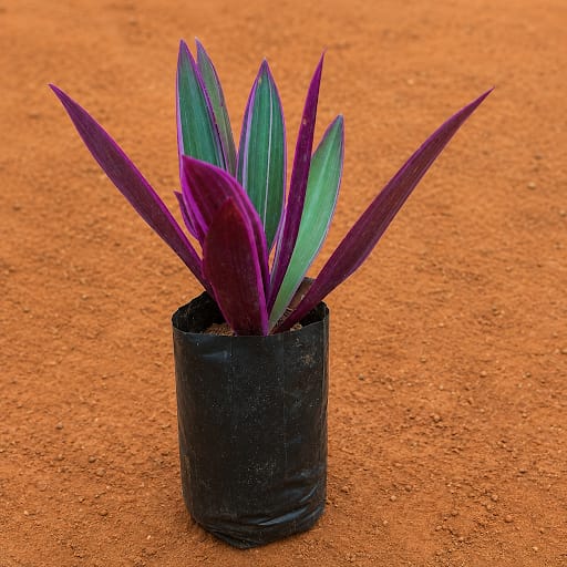 Rhoeo / Durangi in 4 Inch Nursery Bag
