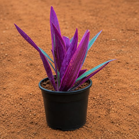 Rhoeo / Durangi in 5 Inch Nursery Pot