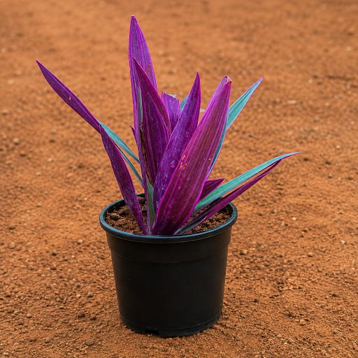 Rhoeo / Durangi in 5 Inch Nursery Pot