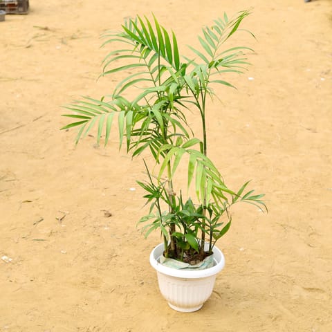 Cane Palm (~2-2.5 Ft)  in 10 Inch White Olive Plastic Pot