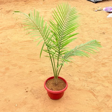 Cane Palm (~2-2.5 Ft)  in 12 Inch Terracotta Red Olive Plastic Pot