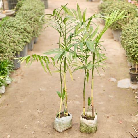 Set of 2 - Cane Palm (~2-2.5 Ft)  in 7 Inch Nursery Bag