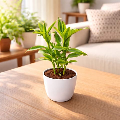 Lucky Bamboo Golden in 4 Inch White Premium Orchid Round Plastic Pot