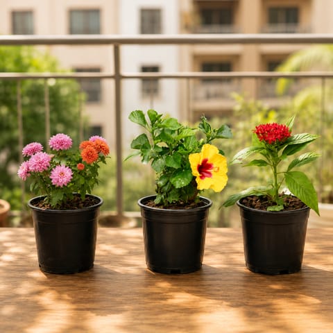 Vibrant Flowering Plants Combo - Set of 3 - Chrysanthemum / Guldawari, Hibiscus Dwarf, Pentas (any color) in 4 inch Nursery Pot | Outdoor Decor