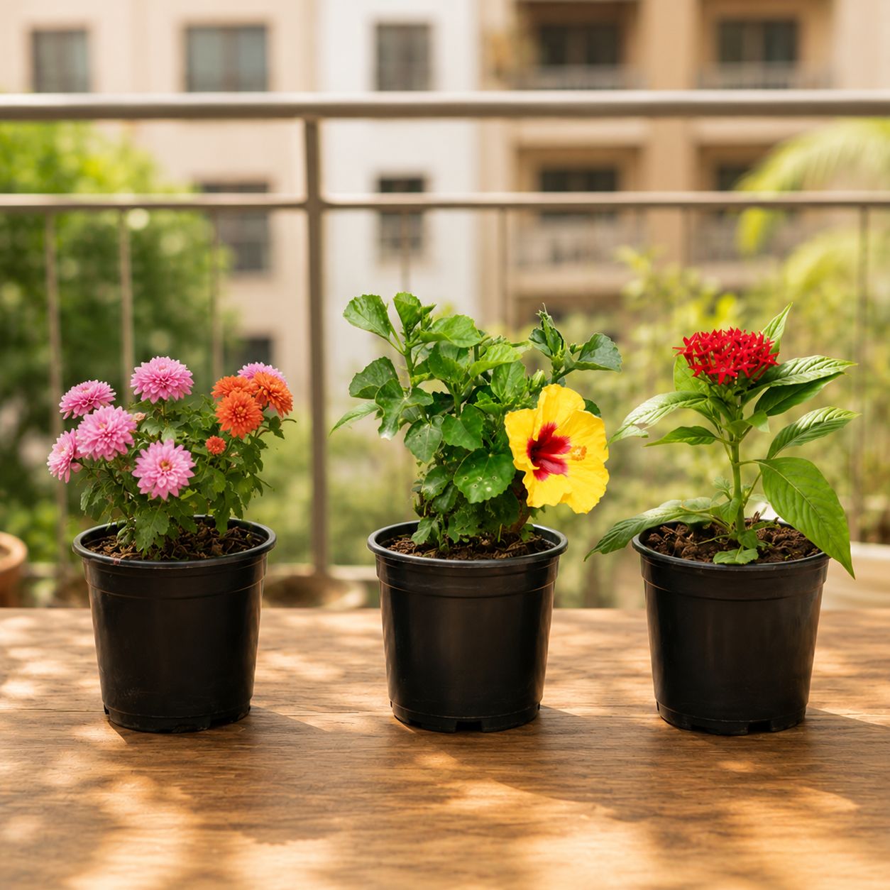 Vibrant Flowering Plants Combo - Set of 3 - Chrysanthemum / Guldawari, Hibiscus Dwarf, Pentas (any color) in 4 inch Nursery Pot | Outdoor Decor