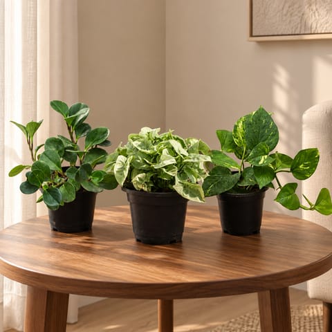 Indoor Greens Trio - Set of 3 - Money Plant Green, Baby Rubber Green & Syngonium Green in 4 inch Nursery Pot | Mini Desk Setup