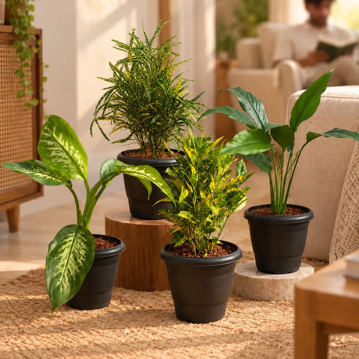 Indoor Style Statement - Set of 4 - Baby Croton, Dieffenbachia Seguine, Large Leaf Peace Lily & Chironji Croton in 8 Inch Black Classy Plastic Pot | Home Decor