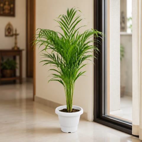 Areca Palm (2.5-3 Ft) in 8 Inch White Classy Plastic Pot