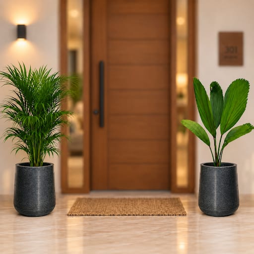 Large Indoor Plants Duo - Set of 2 - Areca Palm & Ruffled Fan Palm (~2.5 ft) in 15 X 15 Inch Grey Premium Sierra Fiberglass Planter | Tropical Ornamental Plants