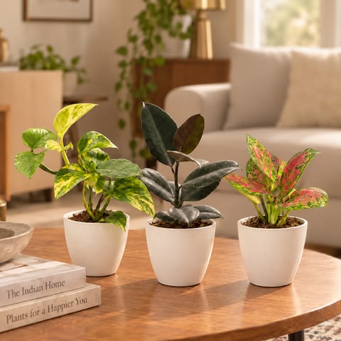 Easy Maintenance Indoor plants - Set of 3 - Money Plant Green, Rubber Black & Aglaonema Pink Dalmatian / Valentine in 4 Inch White Classy Cup Ceramic Pot | Shades of Indoor Beauty