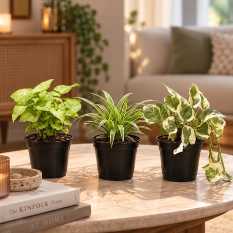 Indoor Low Maintenance Greens - Set of 3 - Money Plant N'Joy, Spider Green & Syngonium White in 4 inch Nursery Pot | Perfect for Homes & Offices