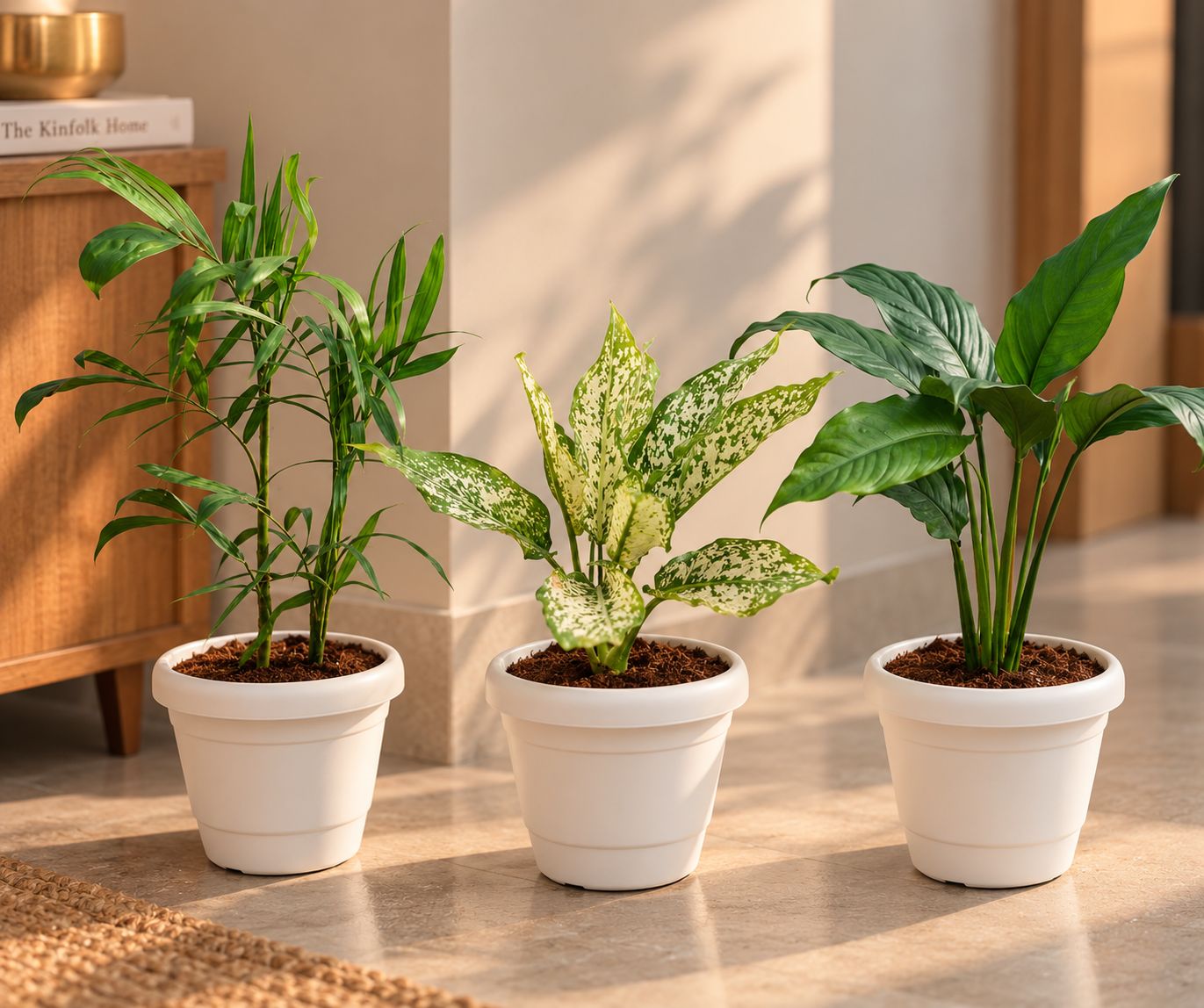 Large Indoor Plant Essentials - Set of 3 - Large Leaf Peace Lily, Aglaonema Snow White & Cane Palm (~2-2.5 ft) in 8 Inch Black Classy Plastic Pot