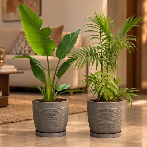 Large Indoor Plants - Set of 2 -  Traveller Palm & Cane Palm (~2 ft) in 15 X 15 Inch Grey Premium Orbis Fiberglass Planter | Statement Duo