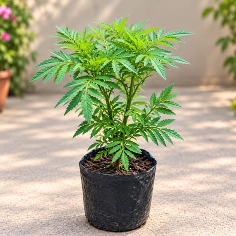 Marigold / Genda (Any Colour) in 4 Inch Nursery Bag