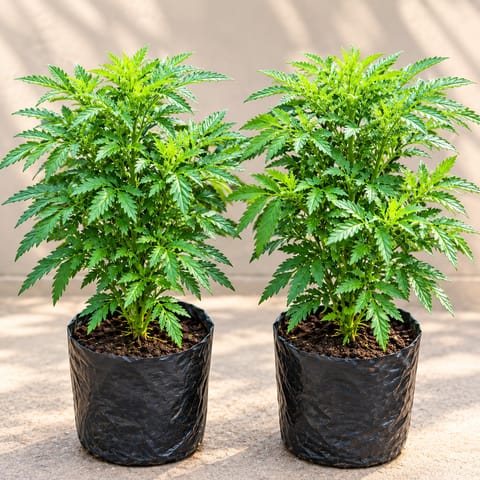 Set of 2 - Marigold / Genda in 4 inch Nursery Bag