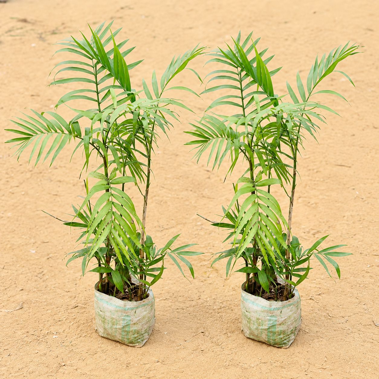 Set of 2 - Cane Palm (~2-2.5 Ft) in 7 Inch Nursery Bag