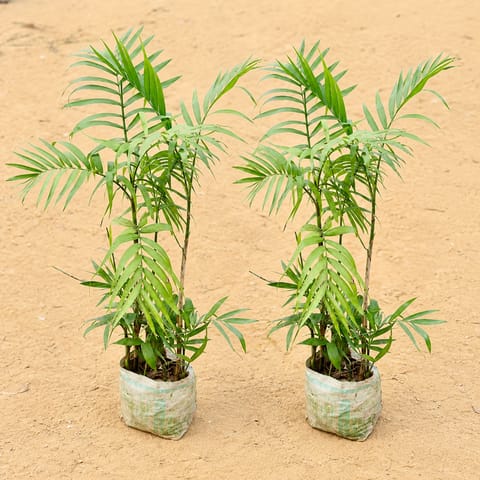 Set of 2 - Cane Palm (~2-2.5 Ft)  in 7 Inch Nursery Bag