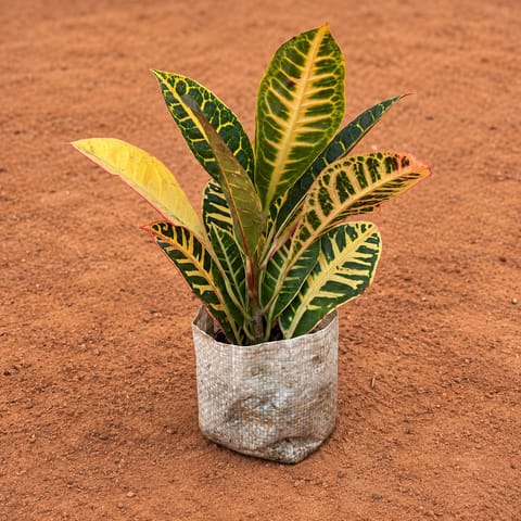Croton Petra in 4 Inch Nursery Bag