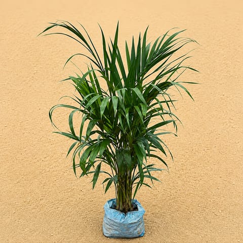 Areca Palm ( 2.5- 3 Ft) in 6 Inch Nursery Bag