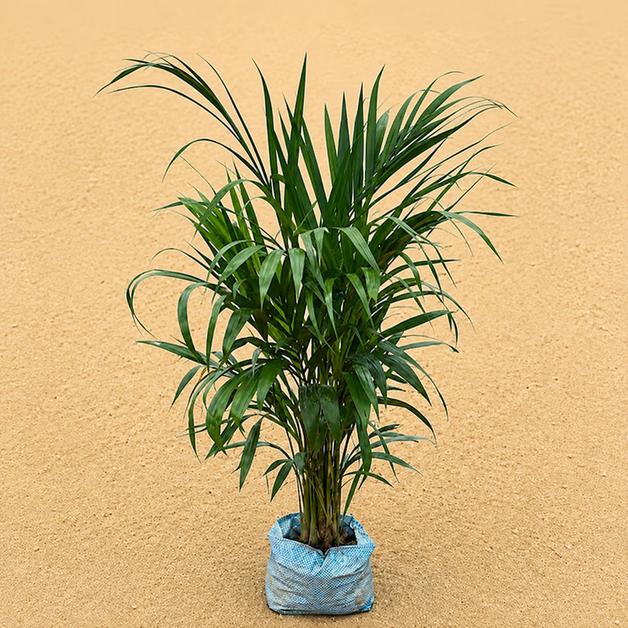 Areca Palm ( 2.5- 3 Ft) in 6 Inch Nursery Bag