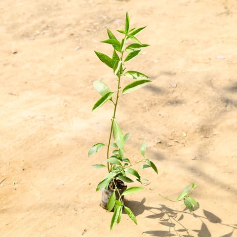 Raat ki Rani / Night Blooming Jasmine in 4 Inch Nursery Bag