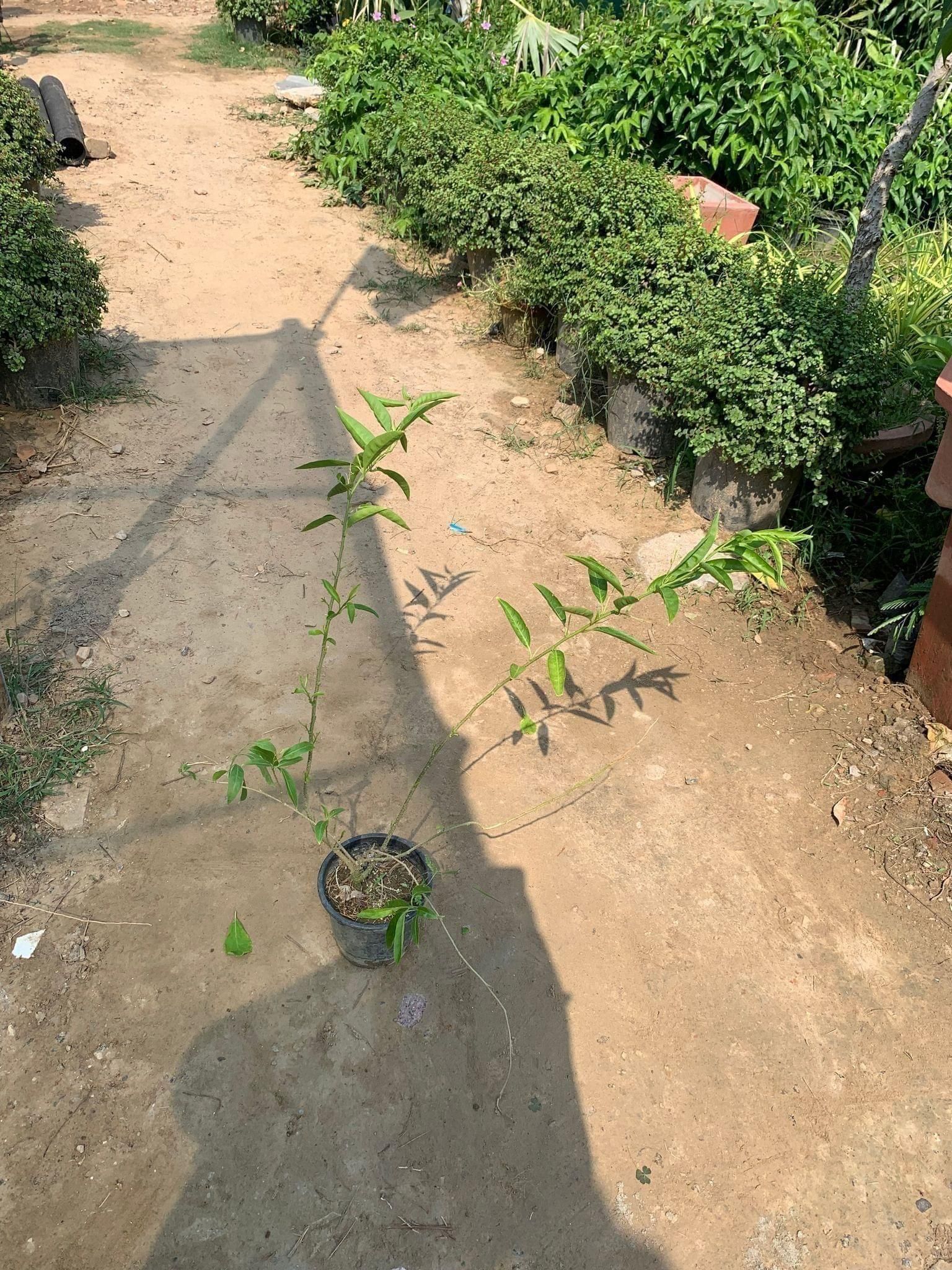 Raat ki Rani (any colour) in 6 Inch Nursery Pot
