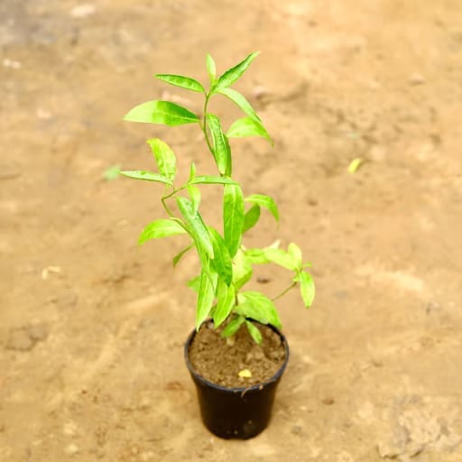 Raat Ki Rani / Night Blooming Jasmine (any colour) in 6 Inch Nursery Pot