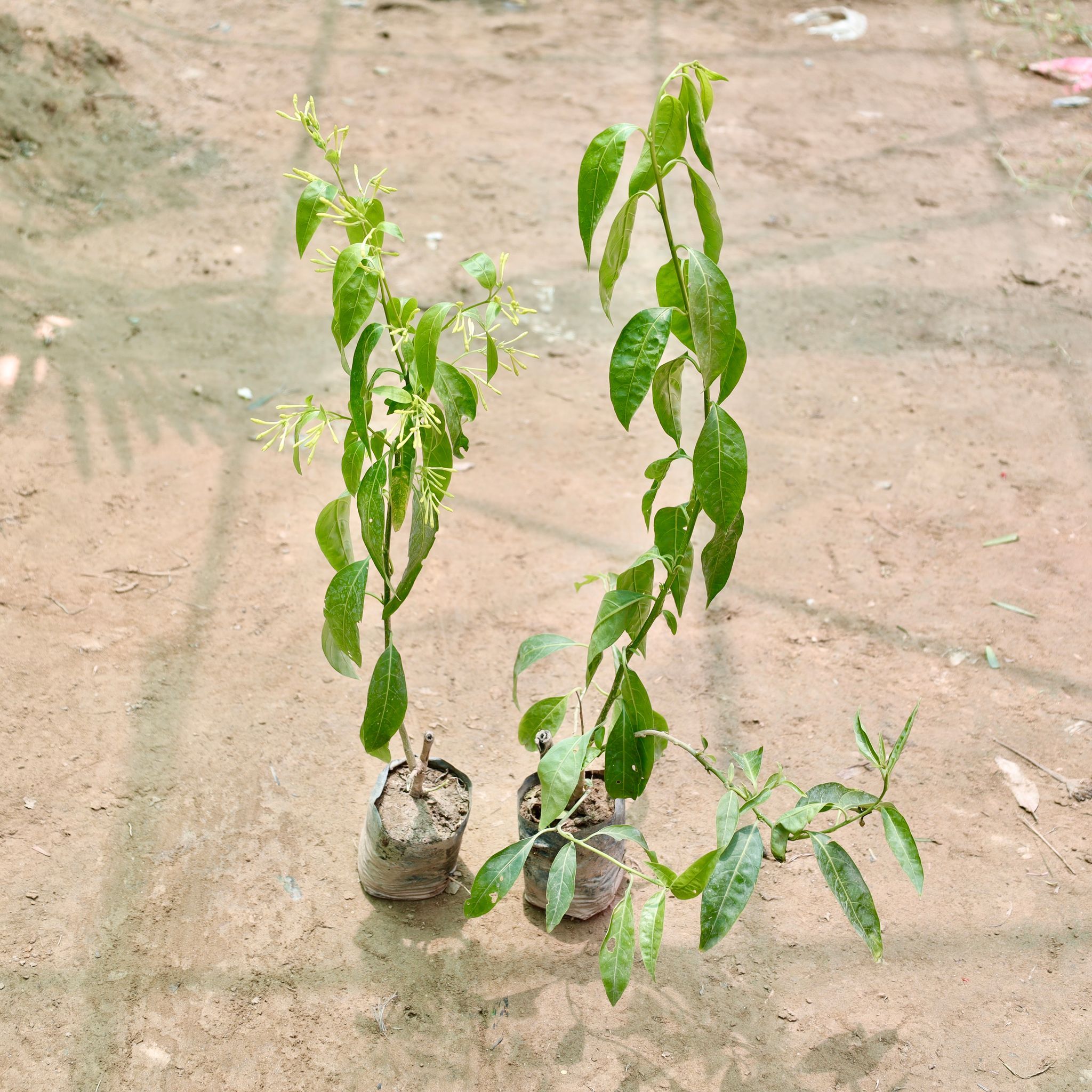 Set of 2 - Raat Ki Rani / Night Blooming Jasmine in 4 Inch Nursery Bag