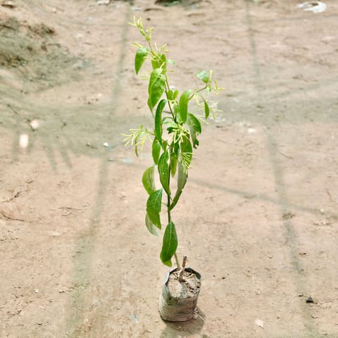 Raat Ki Rani / Night Blooming Jasmine in 4 Inch Nursery Bag