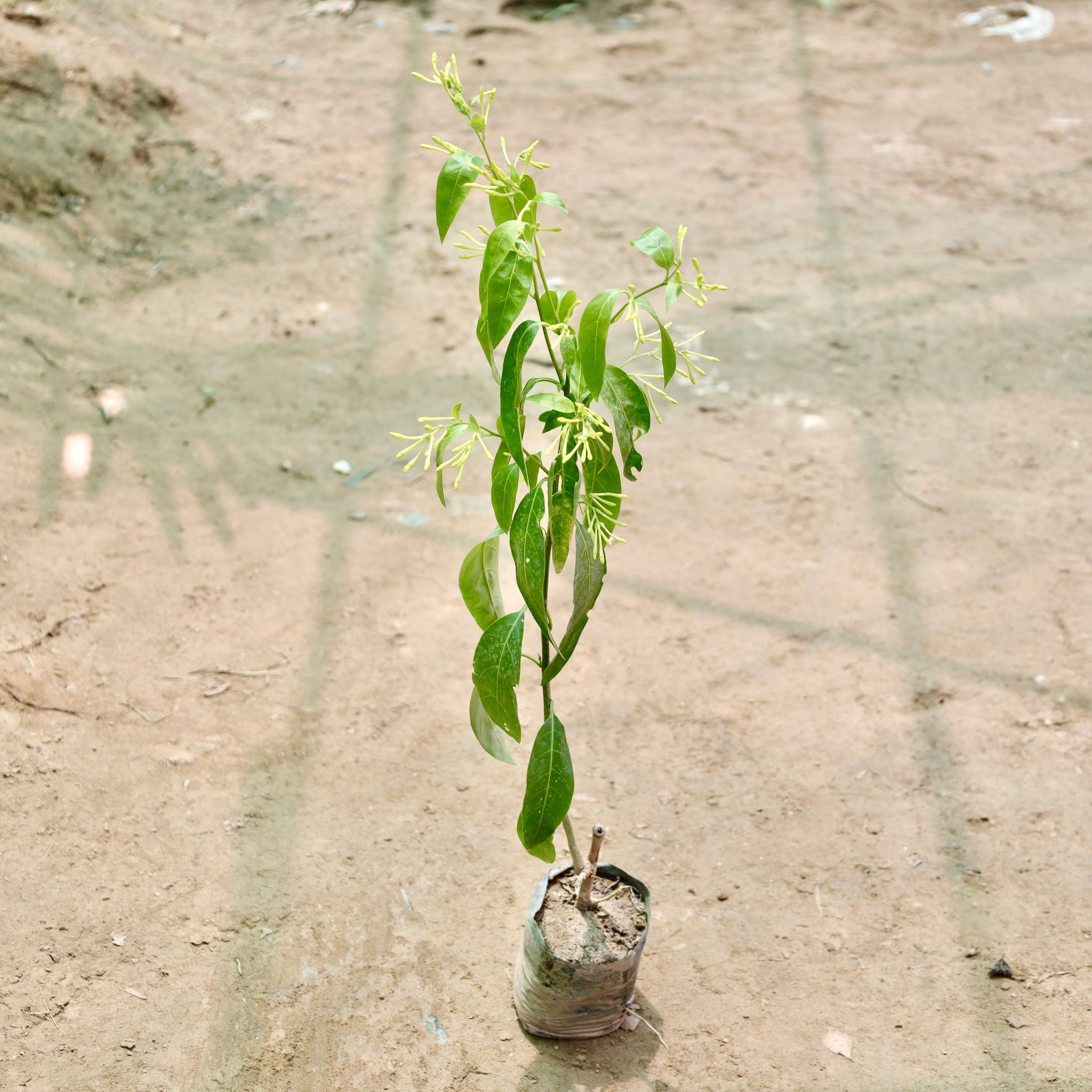Raat Ki Rani / Night Blooming Jasmine in 4 Inch Nursery Bag