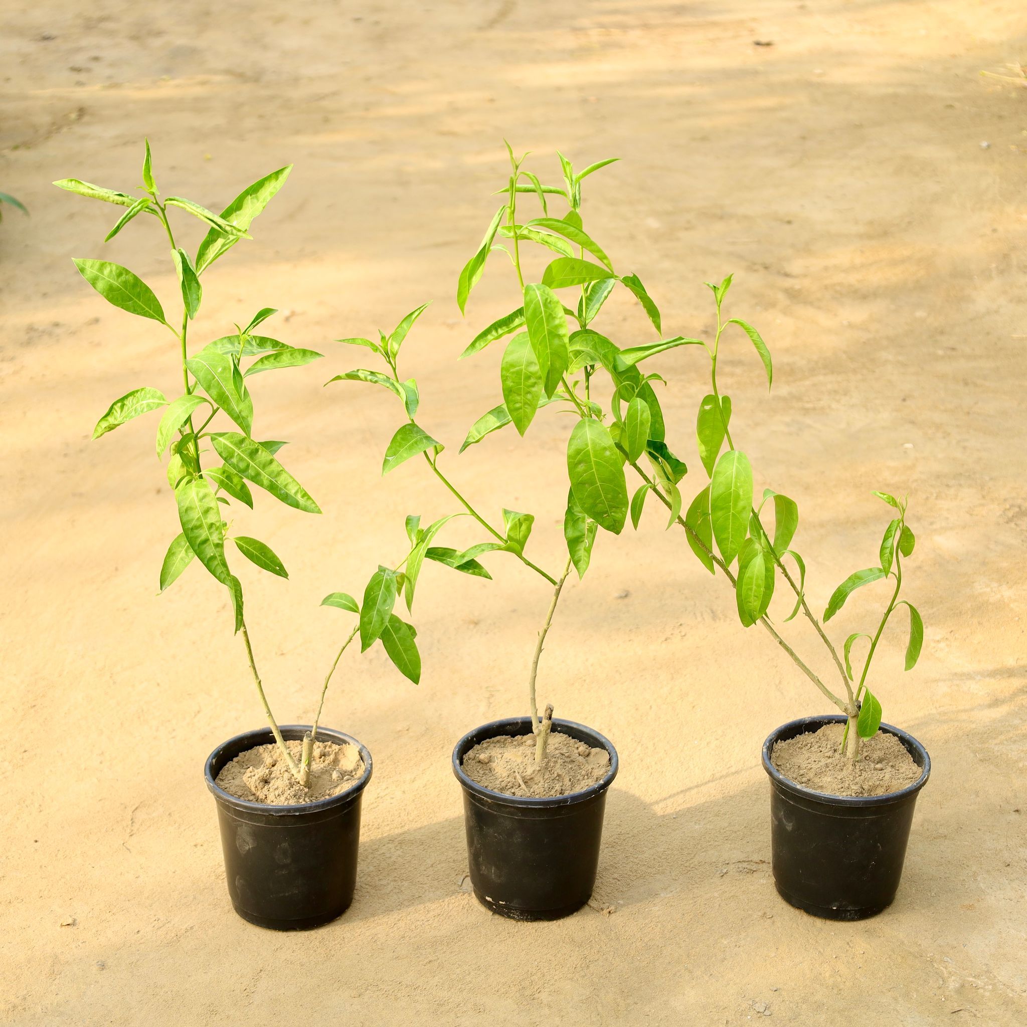 Set of 3 - Raat ki Rani / Night Blooming Jasmine (Any Colour) in 6 Inch Nursery Pot