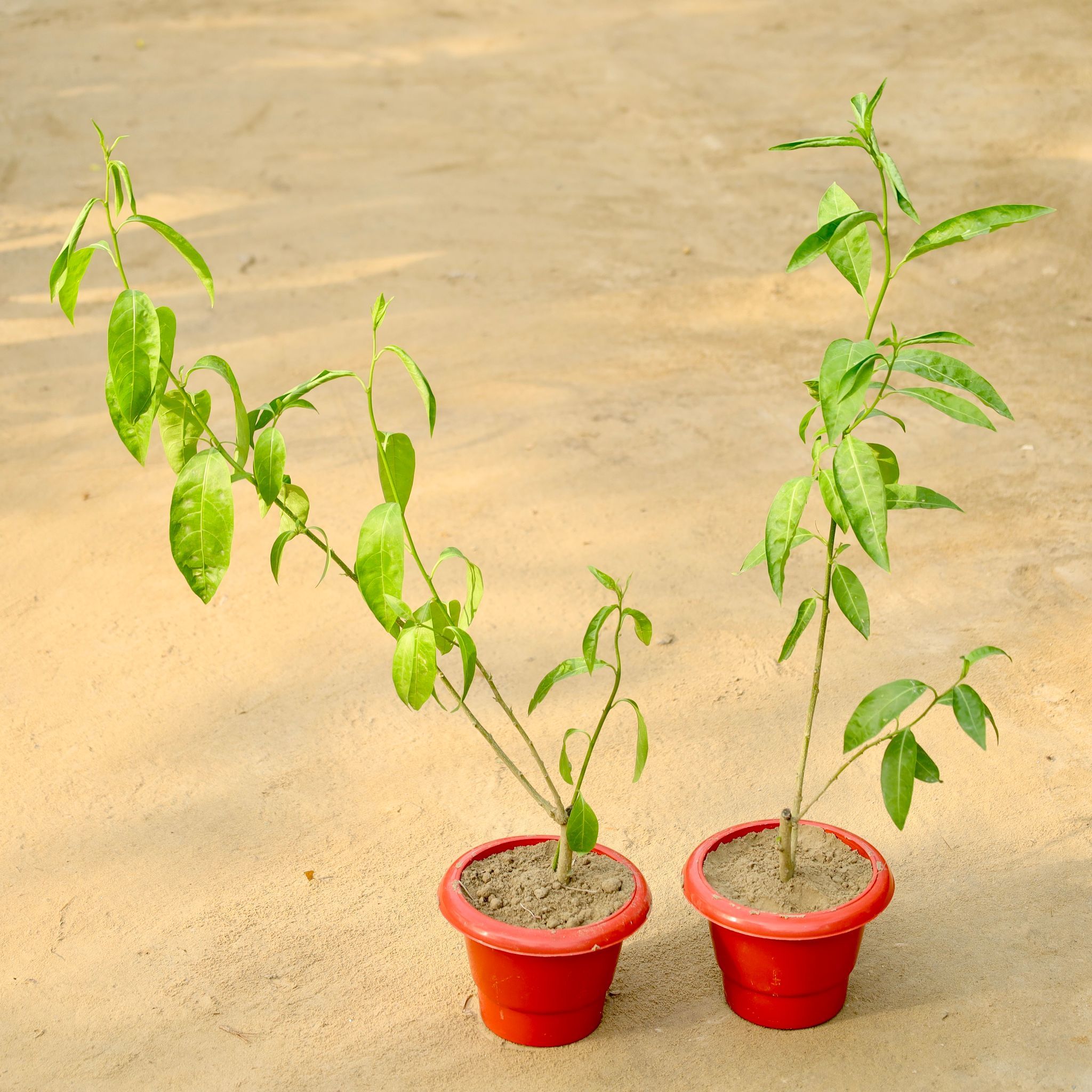 Set of 2 - Raat ki Rani / Night Blooming Jasmine (Any Colour) in 6 Inch Red Classy Plastic Pot