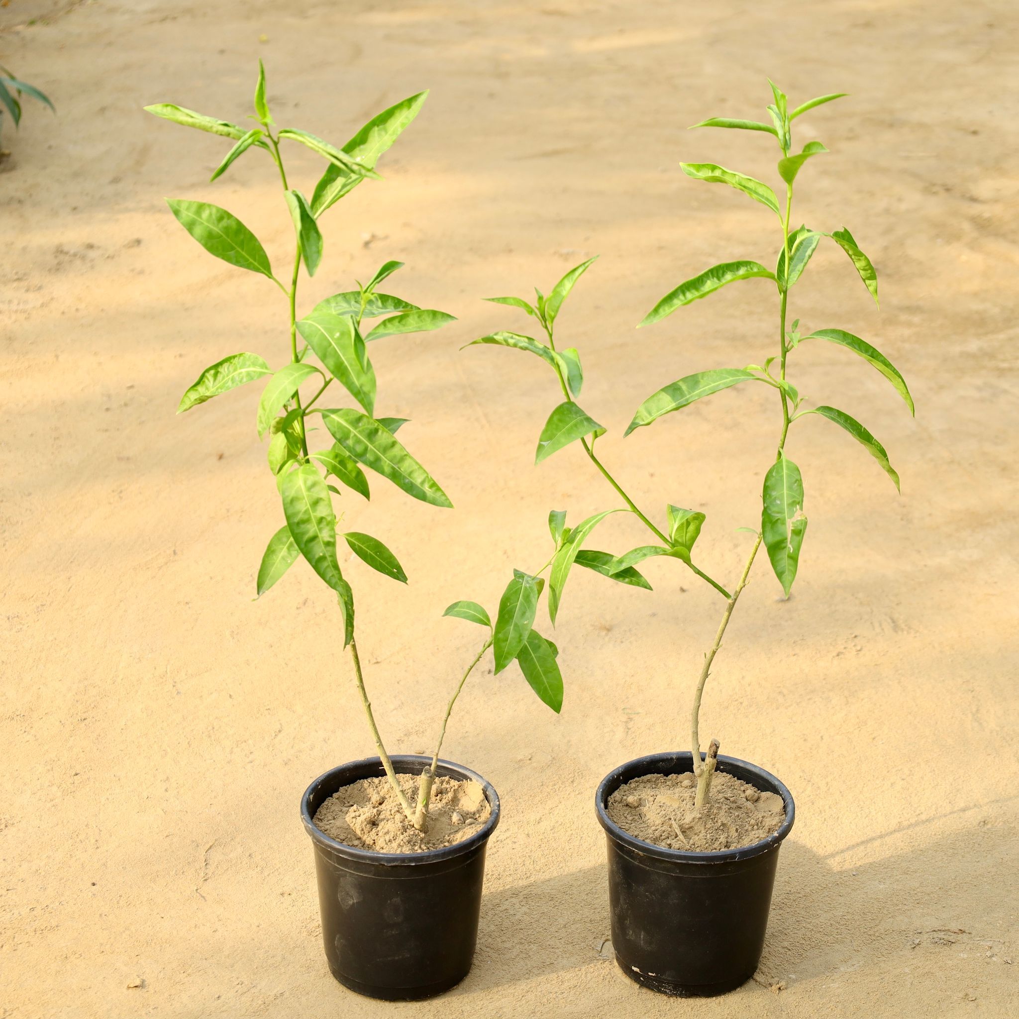 Set of 2 - Raat ki Rani / Night Blooming Jasmine (Any Colour) in 6 Inch Nursery Pot