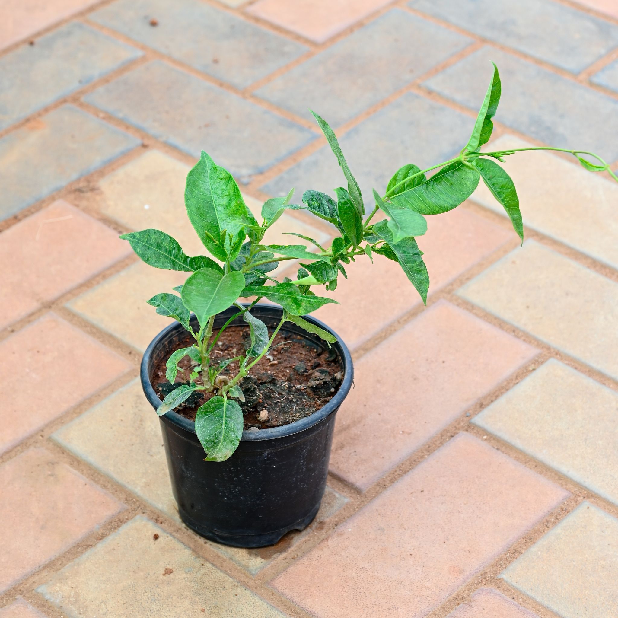 Raat Ki Rani / Night-Blooming Jasmine in 5 Inch Nursery Pot