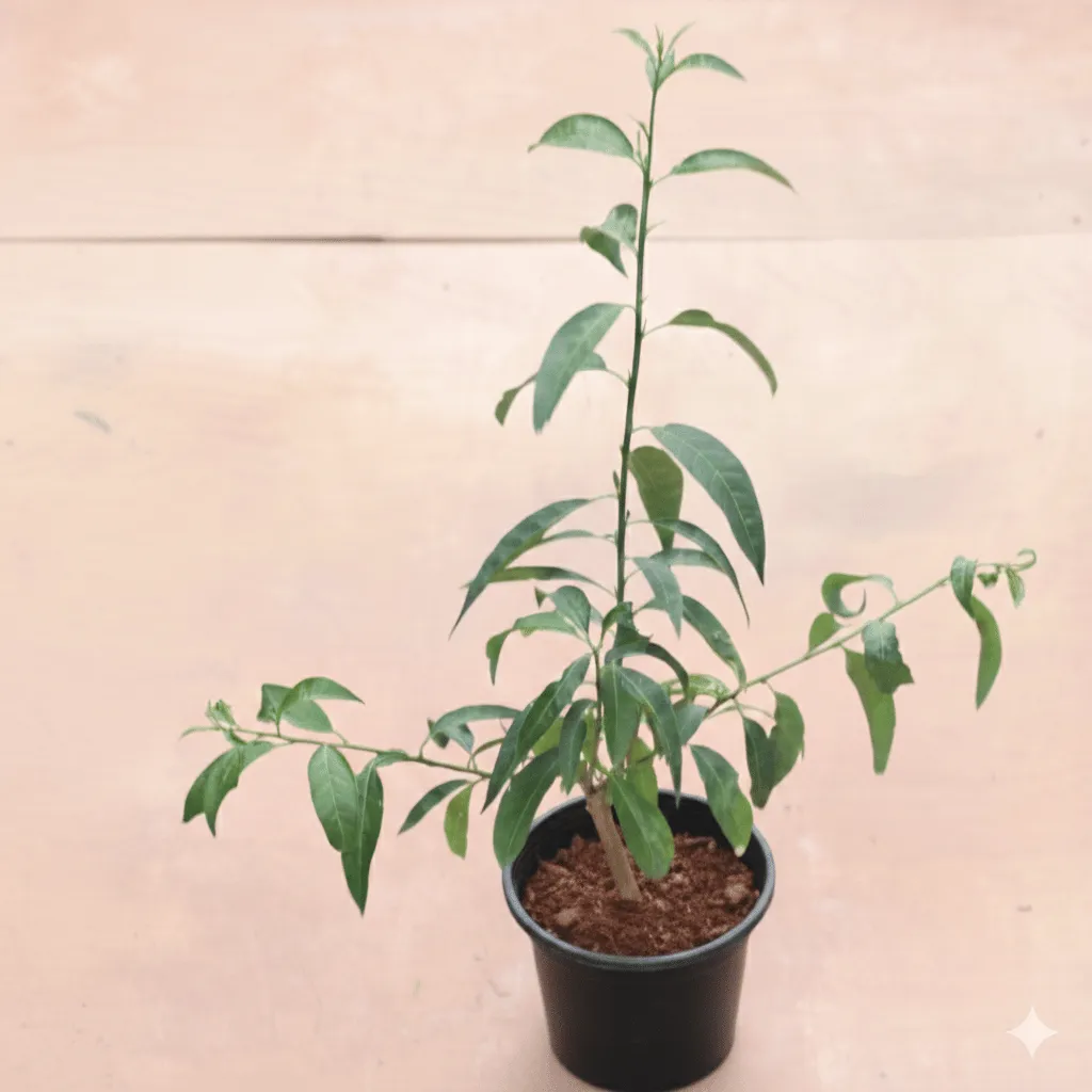 Raat Ki Rani / Night Blooming Jasmine in 6 Inch Black Super Nursery Pot