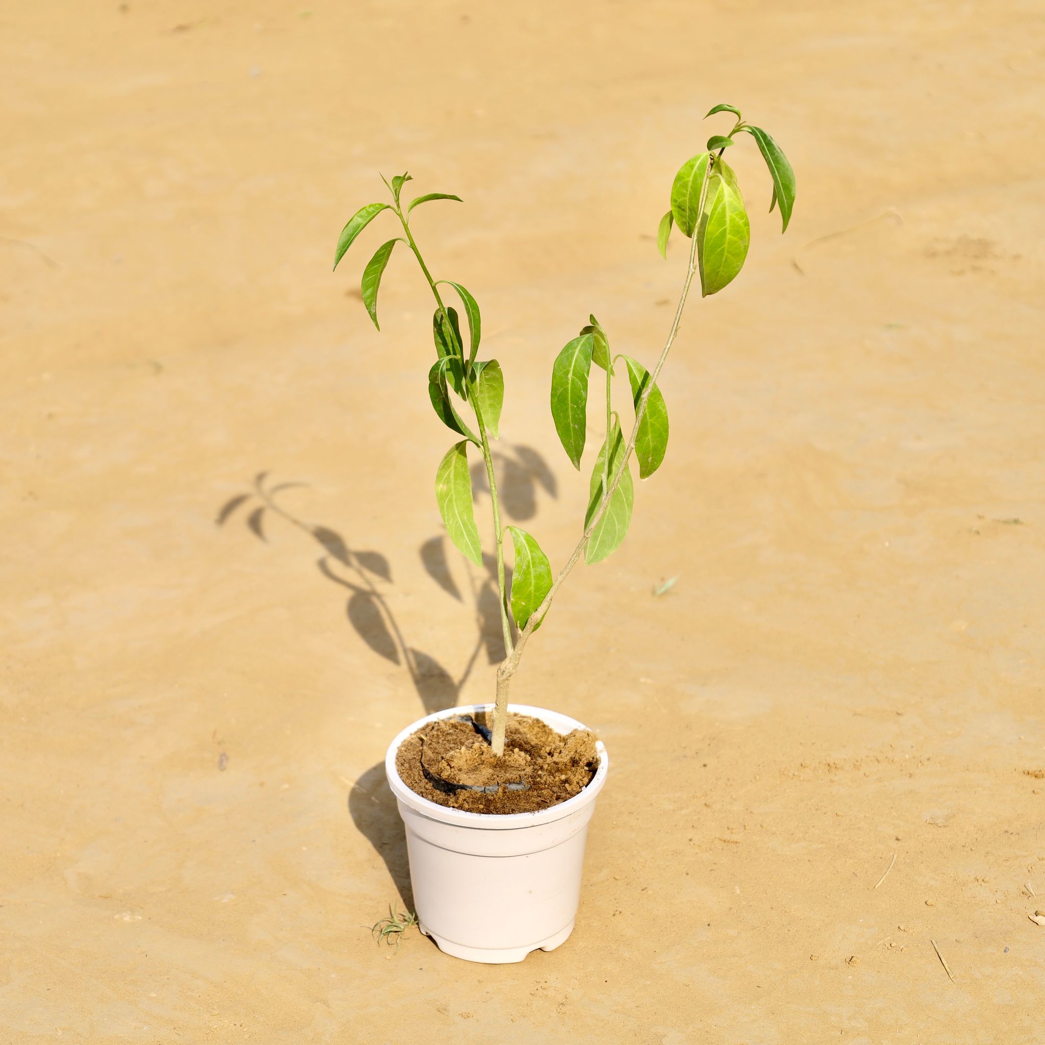 Raat Ki Rani / Night Blooming Jasmine (any colour) in 4 Inch White Nursery Pot