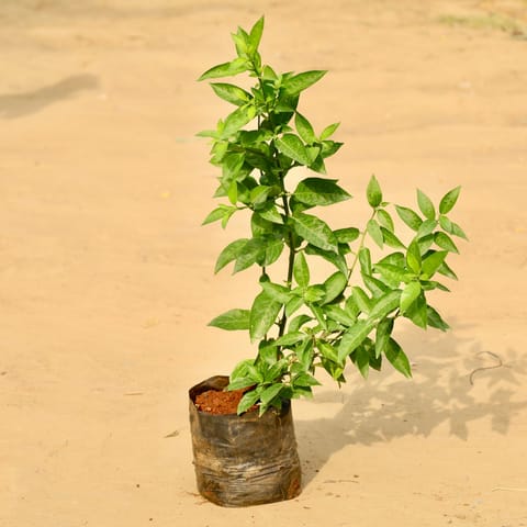 Jasmine Raat Ki Rani / Night Blooming Plant Pune in 6 inch Nursery Bag | Fragrant | Flowering