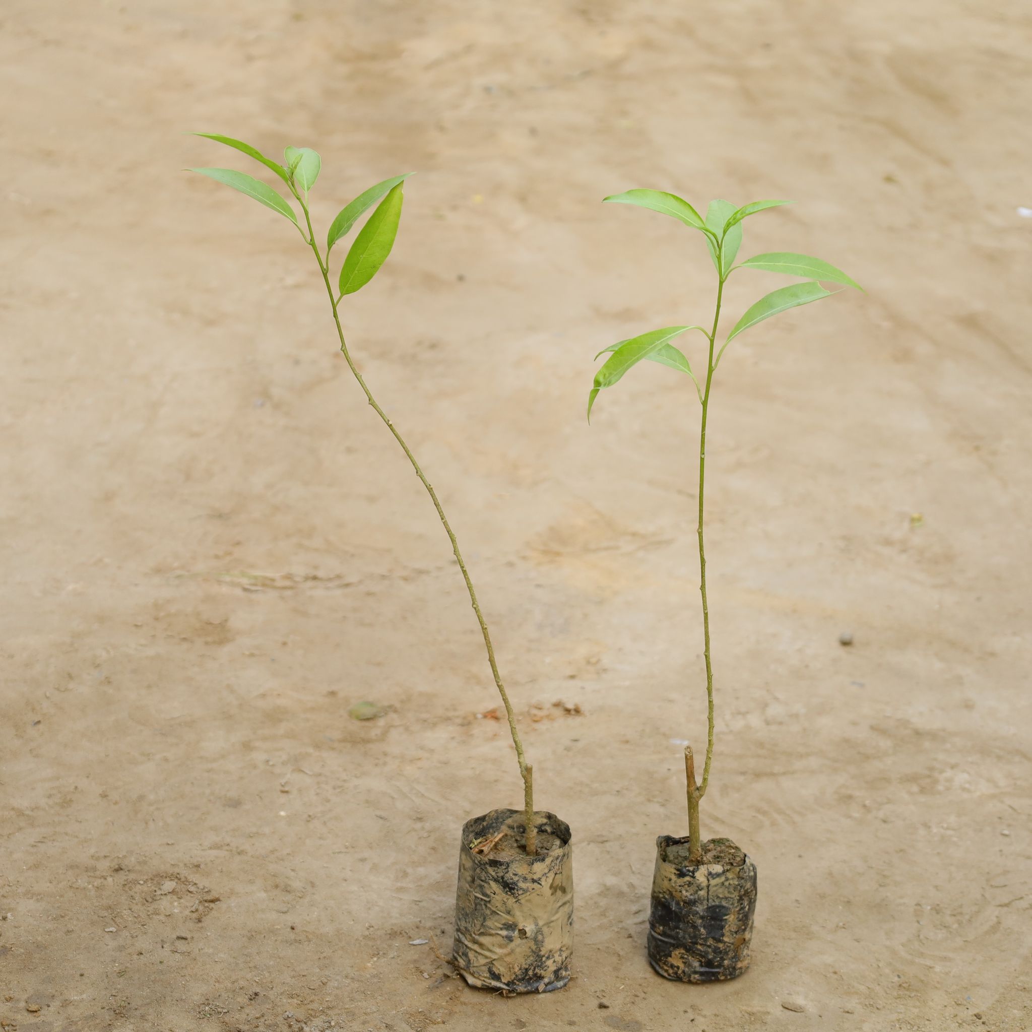 Set Of 2 - Raat Ki Rani / Night Blooming Jasmine in 4 Inch Nursery Bag