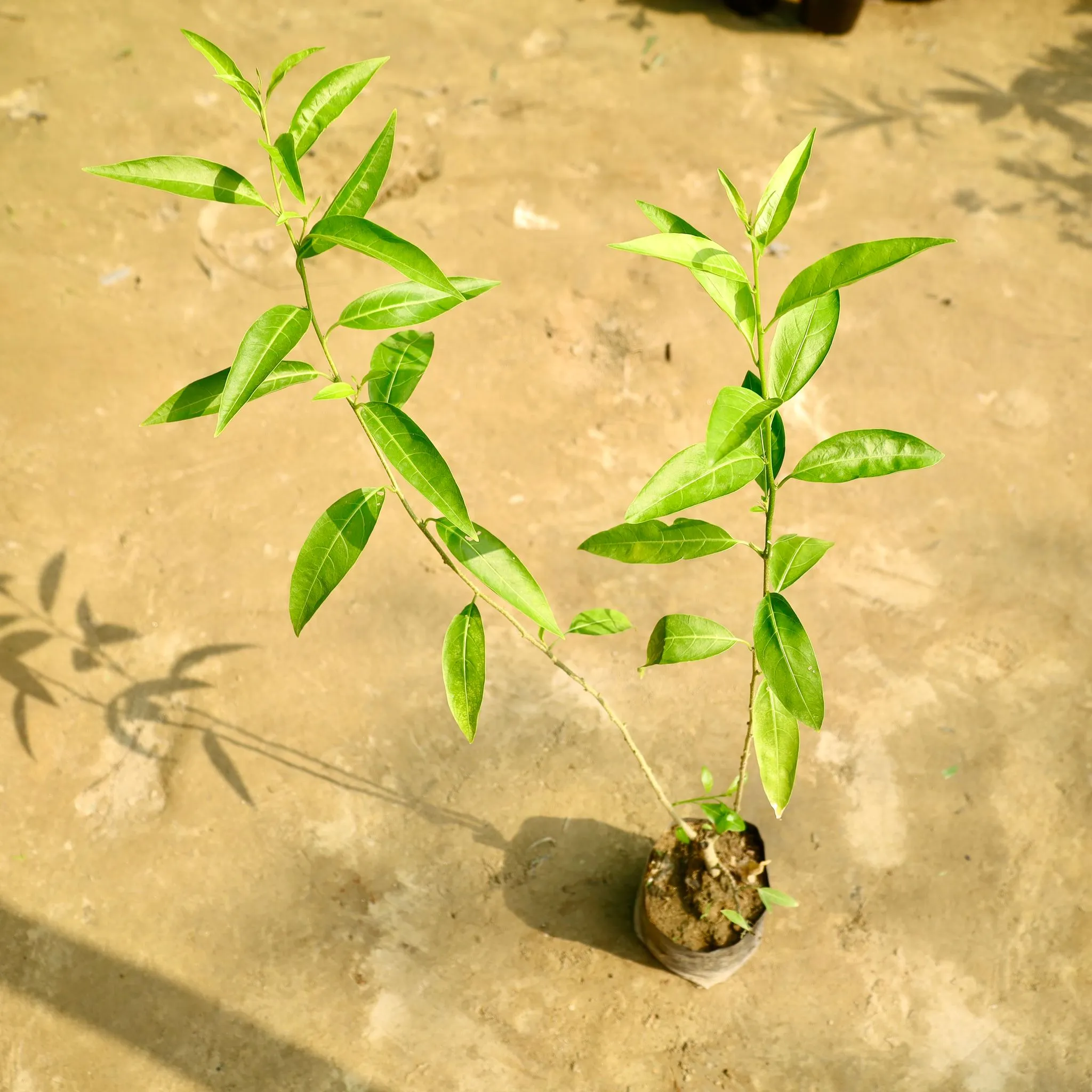 Raat Ki Rani / Night Blooming Jasmine in 7 Inch Nursery Bag