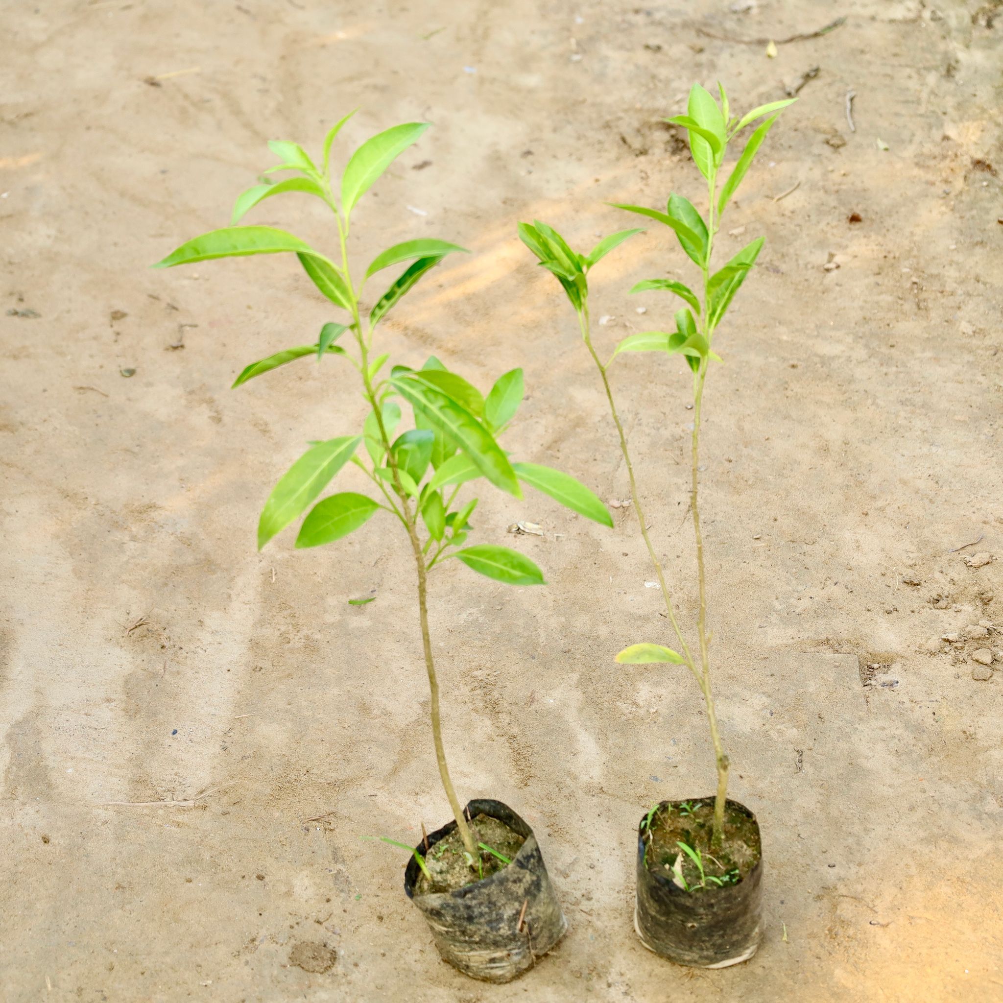 Set of 2 - Raat ki Rani / Night Blooming Jasmine in 4 Inch Nursery Bag
