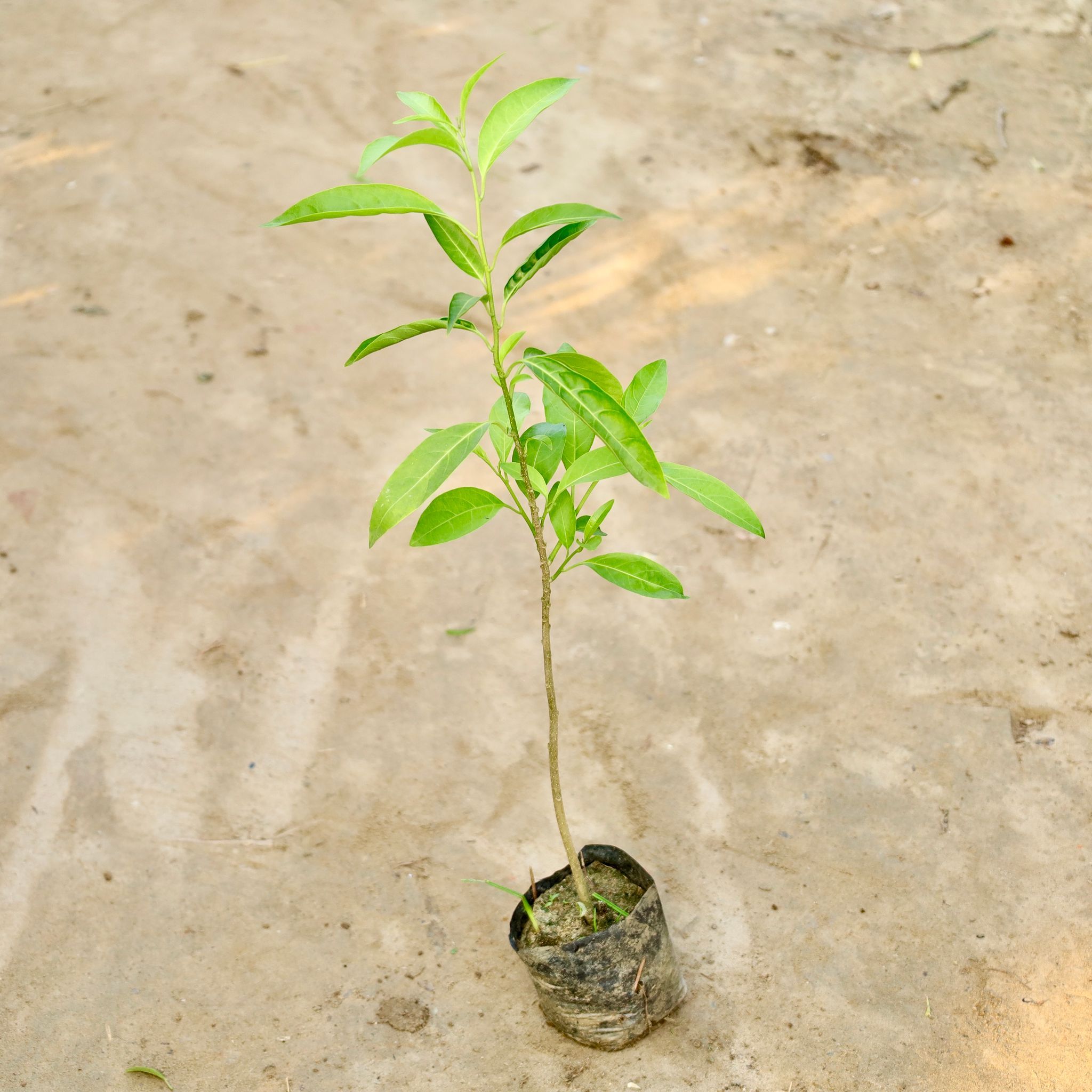 Raat ki Rani / Night Blooming Jasmine in 4 Inch Nursery Bag