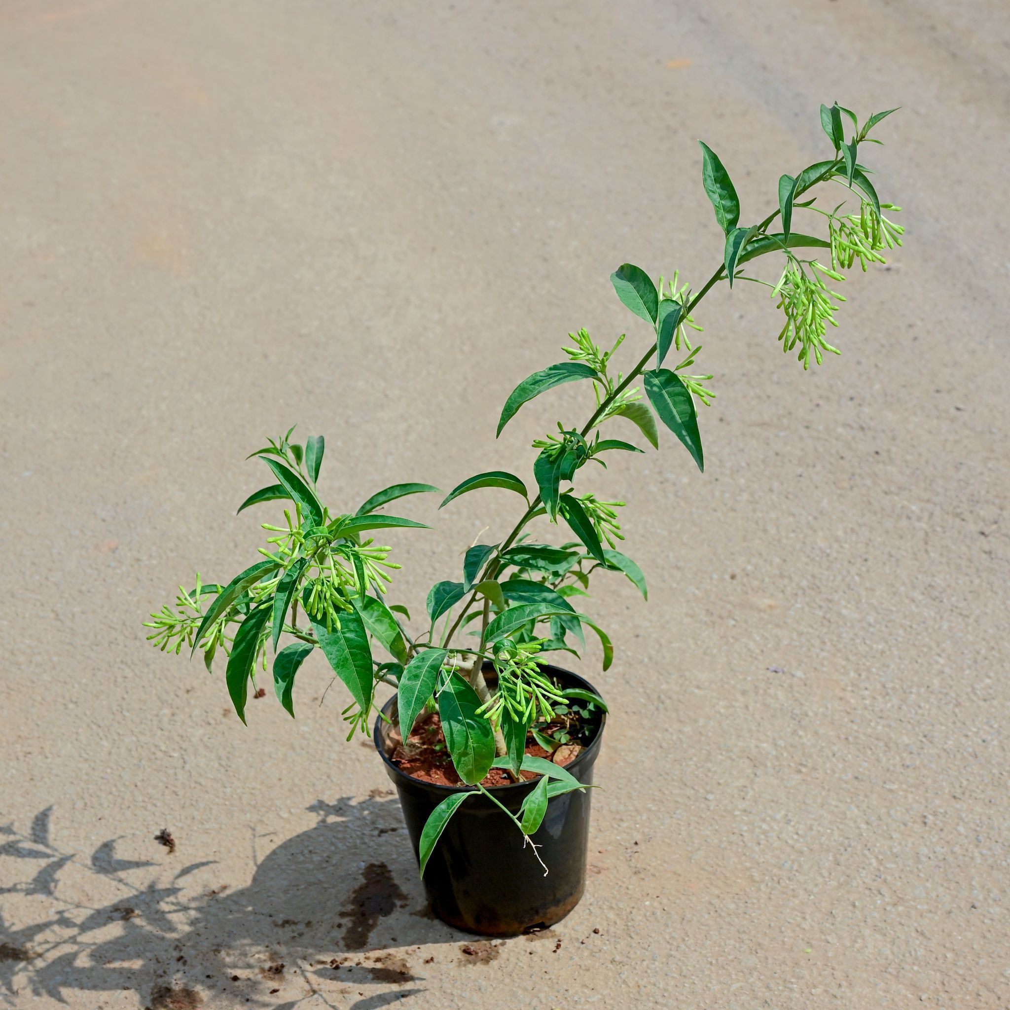 Raat Ki Rani / Night Blooming Jasmine in 5 Inch Nursery Pot