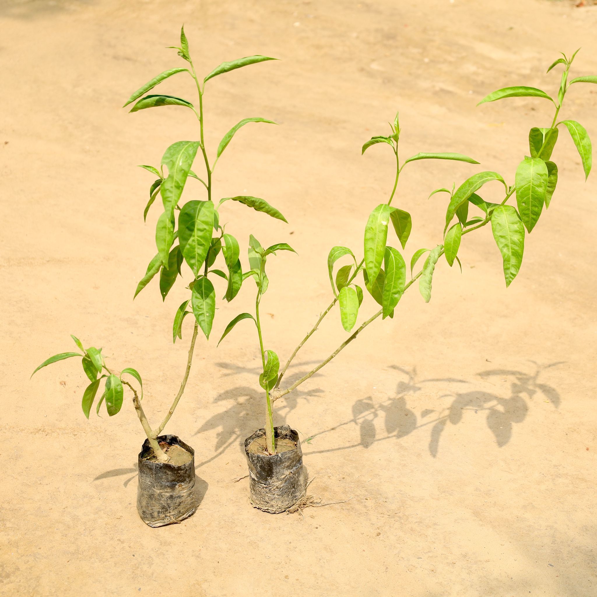 Set of 2 - Raat Ki Rani / Night Blooming Jasmine in 4 Inch Nursery Bag