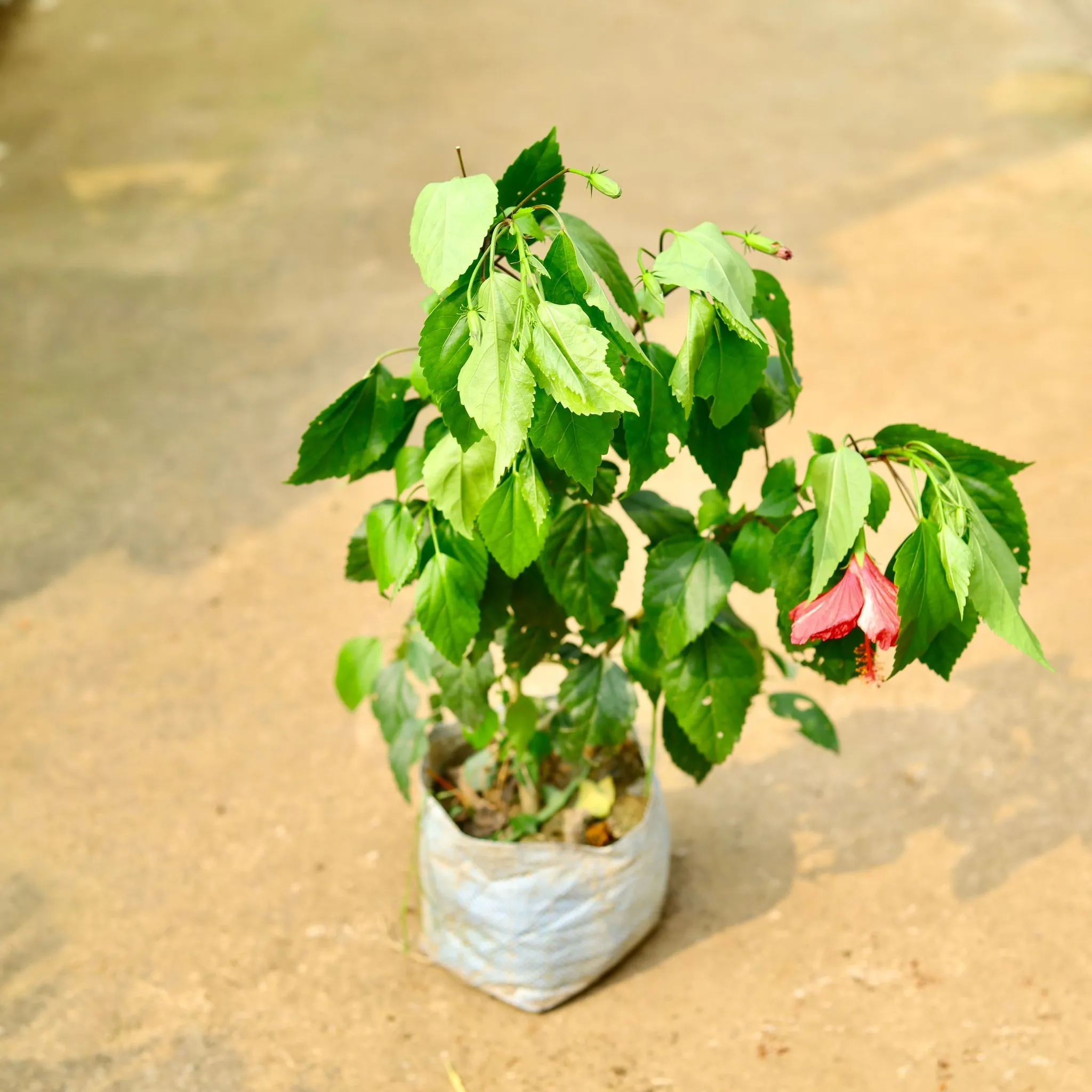 Hibiscus / Gudhal Red in 8 Inch Nursery Bag