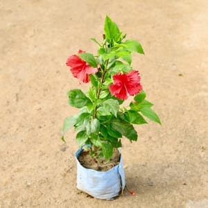 Hibiscus / Gudhal Red in 7 Inch Nursery Bag