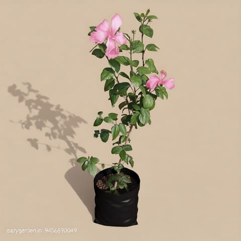 Desi Pink Hibiscus / Gudhal in 8 Inch Nursery Bag